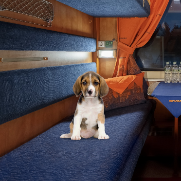Как путешествовать с животными в поезде «Мегаполис»
